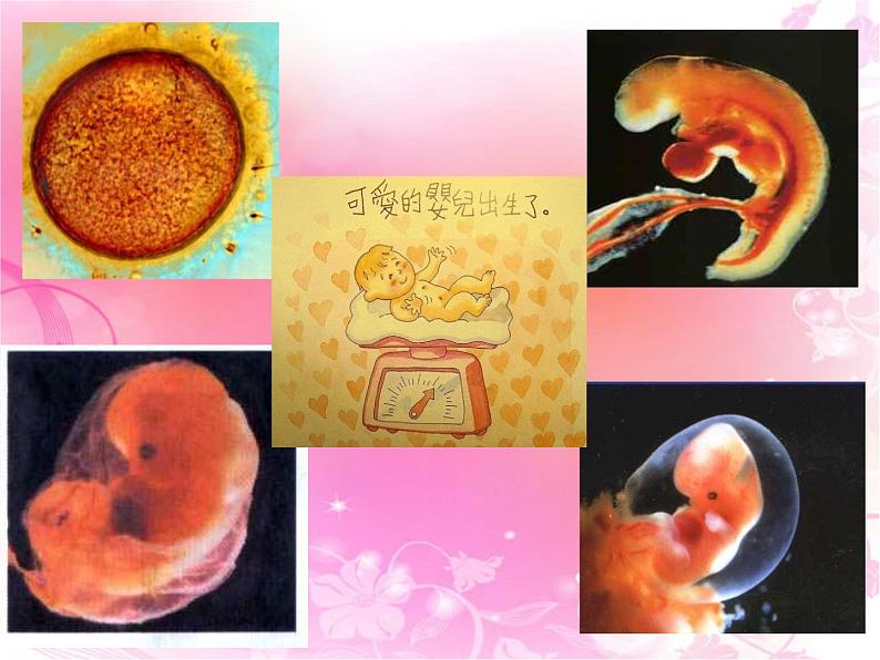 初中生物人教版七年级下册 第三节青春期 课件03