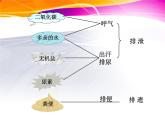 初中生物人教版七年级下册 人体内废物的排出 5 课件
