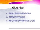 初中生物人教版七年级下册 人体内废物的排出 5 课件