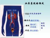 初中生物人教版七年级下册 人体内废物的排出 5 课件
