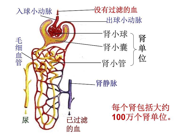 初中生物人教版七年级下册 人体内废物的排出 5 课件06