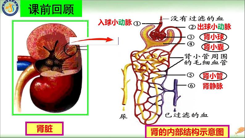 初中生物人教版七年级下册 人体内废物的排出 1 课件02