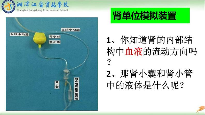 初中生物人教版七年级下册 人体内废物的排出 1 课件04