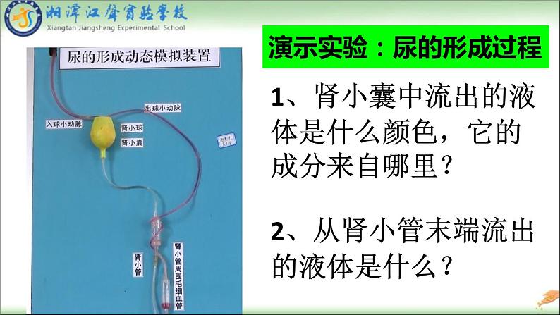 初中生物人教版七年级下册 人体内废物的排出 1 课件05