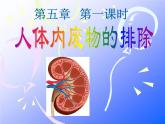 初中生物人教版七年级下册 人体内废物的排出 2 课件