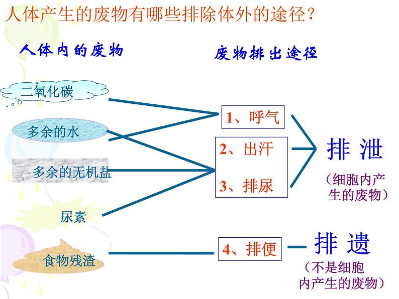 初中生物人教版七年级下册 人体内废物的排出 2 课件第5页