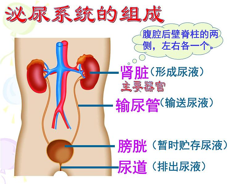 初中生物人教版七年级下册 人体内废物的排出 2 课件第8页