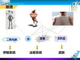 初中生物人教版七年级下册 人体内废物的排出 3 课件