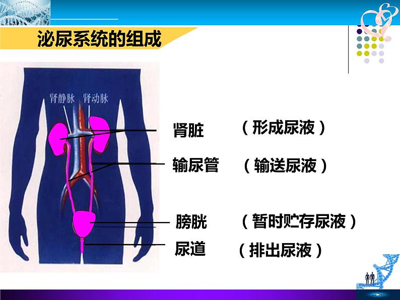 初中生物人教版七年级下册 人体内废物的排出 3 课件第8页