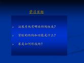 初中生物人教版七年级下册 人体内废物的排出 4 课件