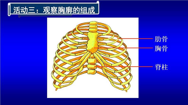 初中生物人教版七年级下册 第二节发生在肺内的气体交换 8 课件第7页