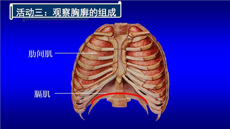 初中生物人教版七年级下册 第二节发生在肺内的气体交换 8 课件第8页