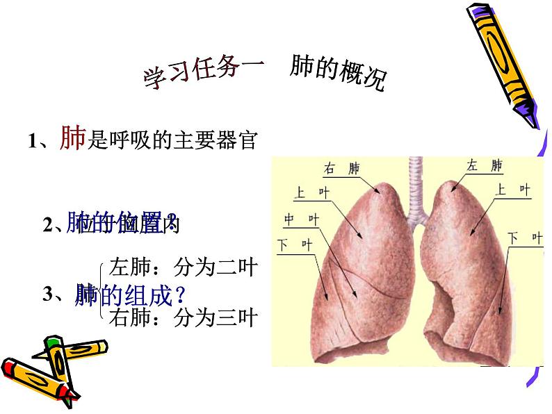 初中生物人教版七年级下册 第二节发生在肺内的气体交换 10 课件第4页