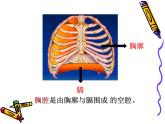 初中生物人教版七年级下册 第二节发生在肺内的气体交换 10 课件