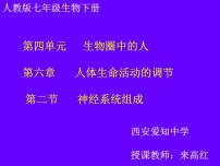 初中生物人教版 (新课标)七年级下册第二节 神经系统的组成图片ppt课件