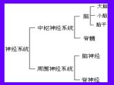 初中生物人教版七年级下册 第二节神经系统的组成 1 课件