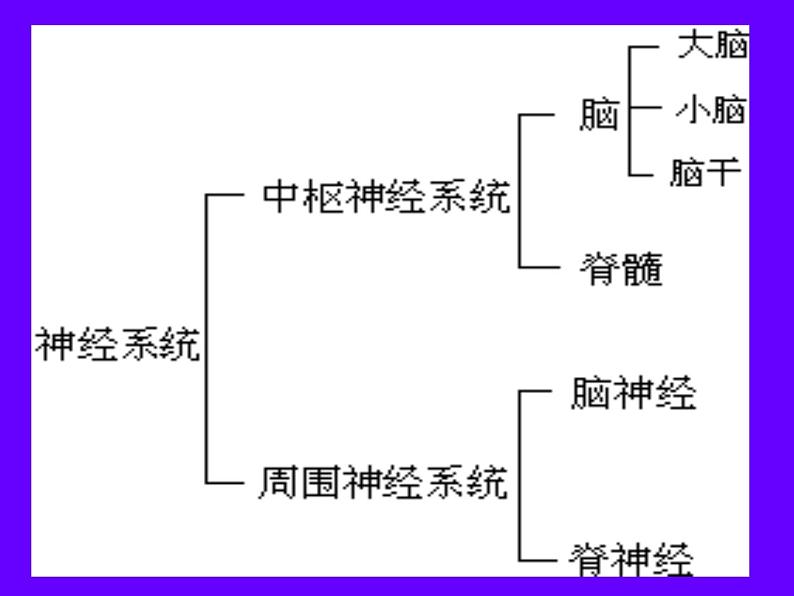 初中生物人教版七年级下册 第二节神经系统的组成 1 课件04