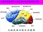 初中生物人教版七年级下册 第二节神经系统的组成 1 课件