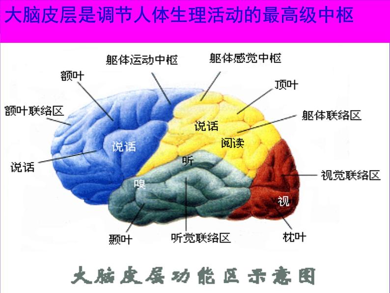 初中生物人教版七年级下册 第二节神经系统的组成 1 课件05