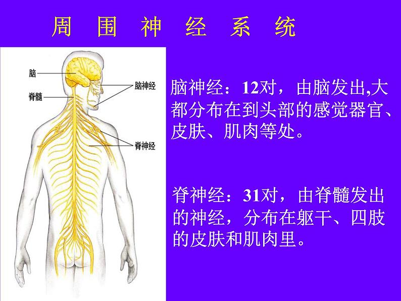 初中生物人教版七年级下册 第二节神经系统的组成 1 课件06