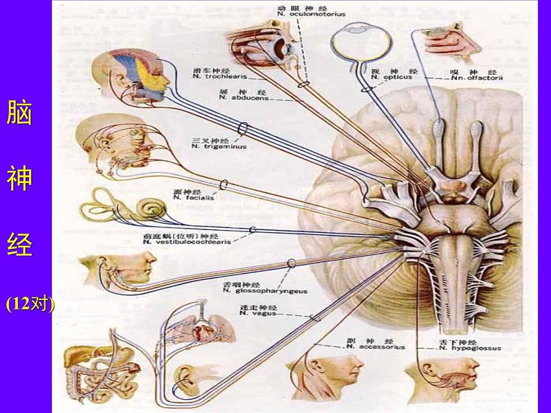 初中生物人教版七年级下册 第二节神经系统的组成 1 课件07