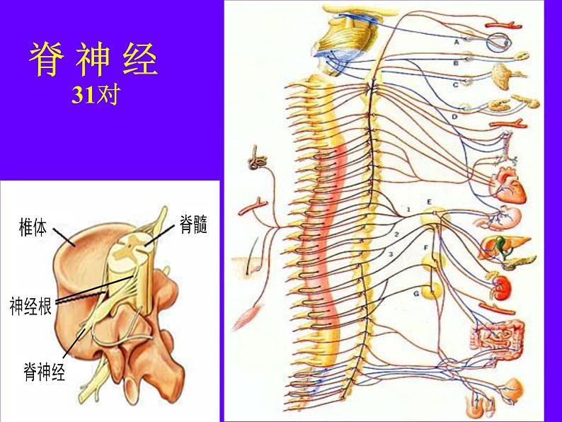 初中生物人教版七年级下册 第二节神经系统的组成 1 课件08