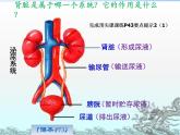 初中生物人教版七年级下册 人体内废物的排出 8 课件