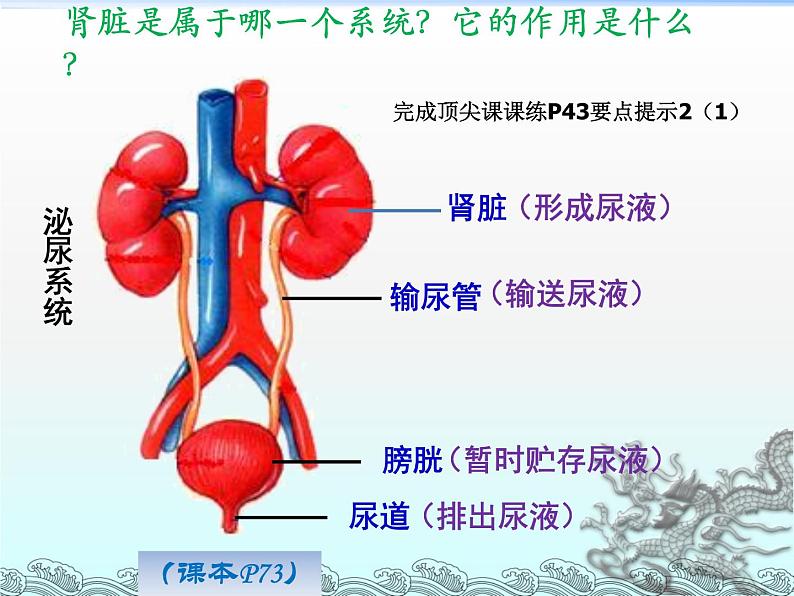 初中生物人教版七年级下册 人体内废物的排出 8 课件第5页