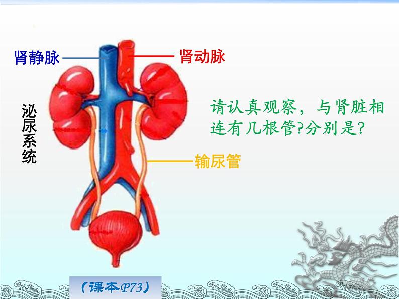 初中生物人教版七年级下册 人体内废物的排出 8 课件第6页