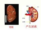初中生物人教版七年级下册 人体内废物的排出 6 课件