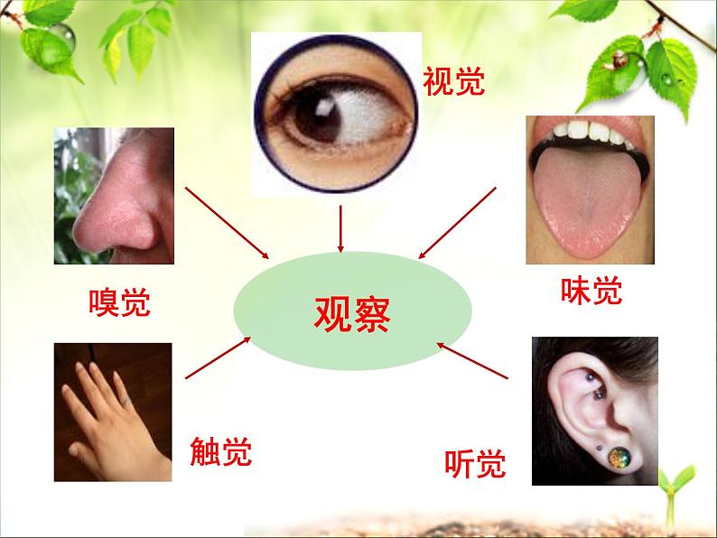 初中生物人教版七年级下册 第一节人体对外界环境的感知 1 课件第2页