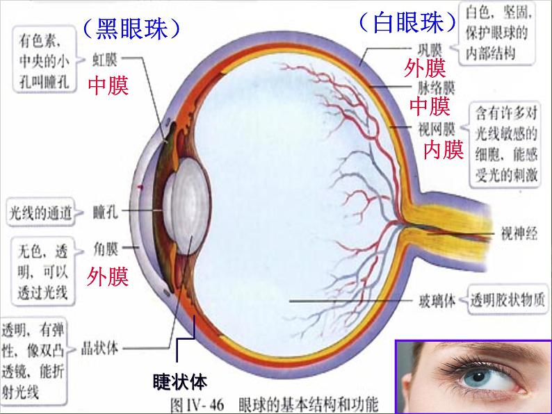 初中生物人教版七年级下册 第一节人体对外界环境的感知 1 课件第5页