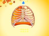 初中生物人教版七年级下册 第二节发生在肺内的气体交换 7 课件