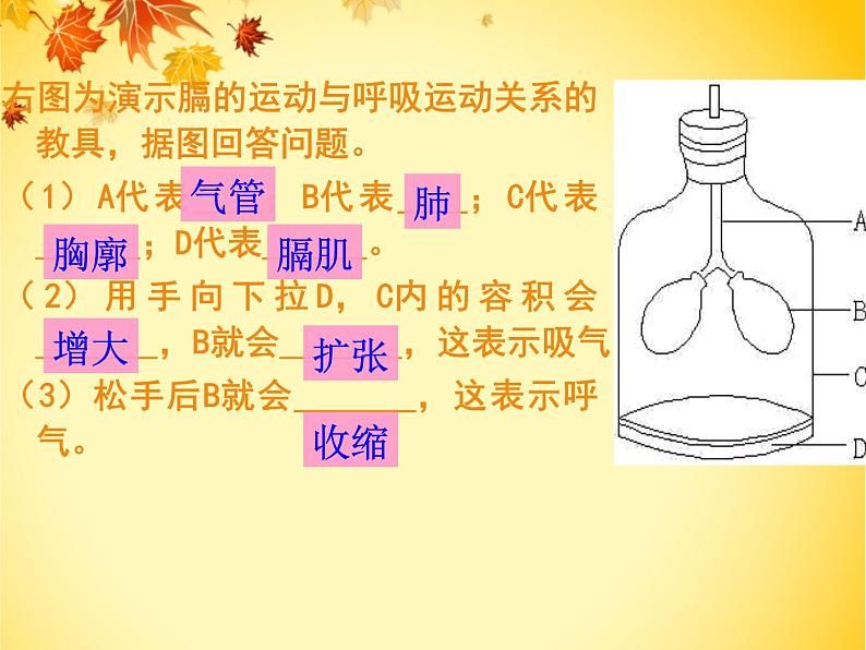 初中生物人教版七年级下册 第二节发生在肺内的气体交换 7 课件第6页