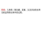 初中生物人教版七年级下册 人体内废物的排出 1 课件