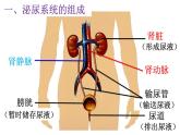 初中生物人教版七年级下册 人体内废物的排出 1 课件