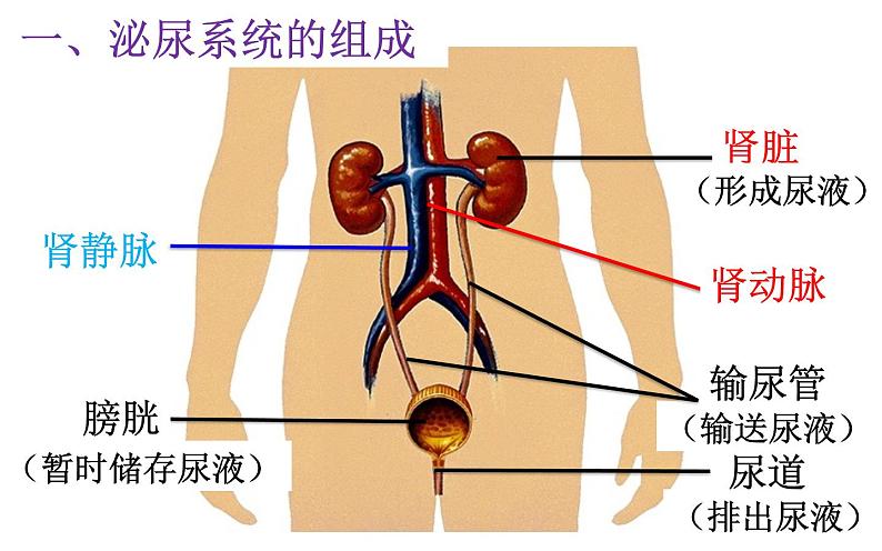 初中生物人教版七年级下册 人体内废物的排出 1 课件05