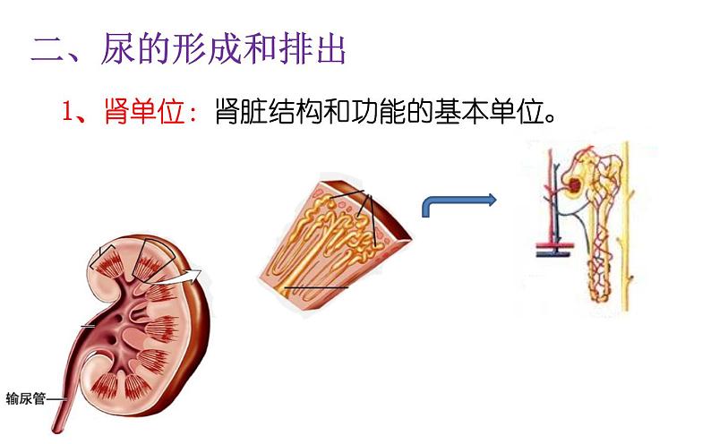 初中生物人教版七年级下册 人体内废物的排出 1 课件06