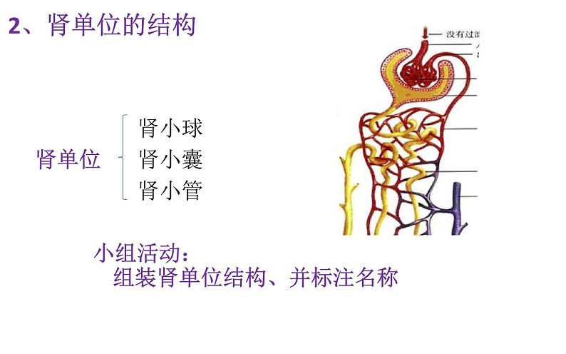 初中生物人教版七年级下册 人体内废物的排出 1 课件07