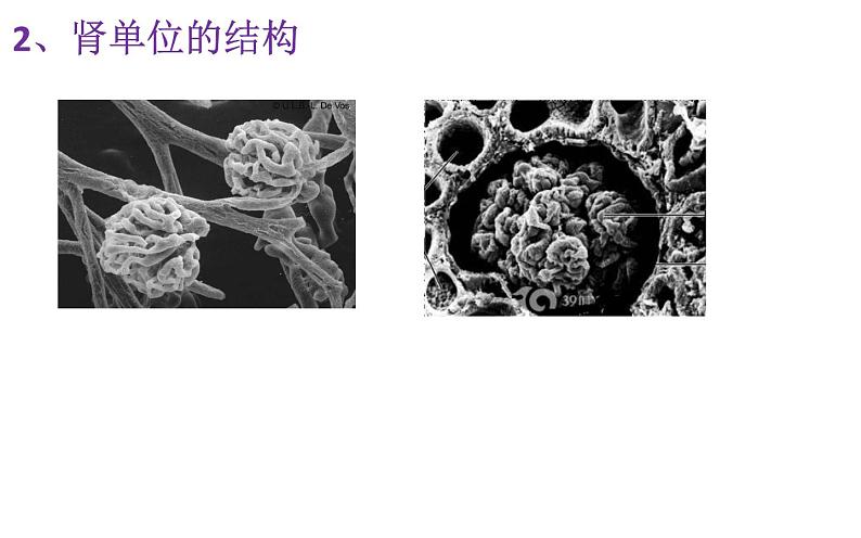 初中生物人教版七年级下册 人体内废物的排出 1 课件08