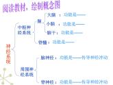 初中生物人教版七年级下册 第二节神经系统的组成 2 课件