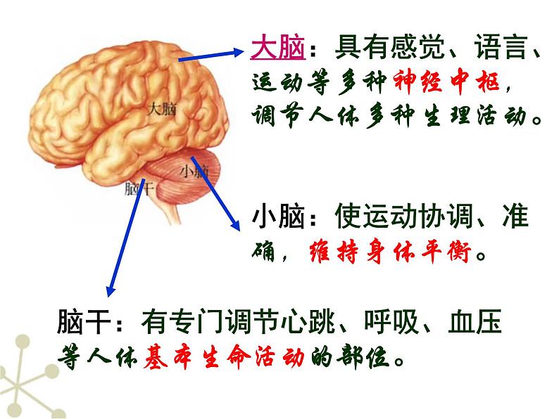 初中生物人教版七年级下册 第二节神经系统的组成 2 课件第6页