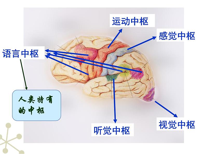 初中生物人教版七年级下册 第二节神经系统的组成 2 课件第7页