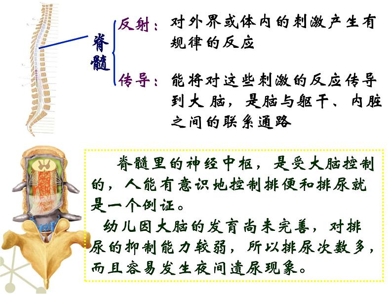 初中生物人教版七年级下册 第二节神经系统的组成 2 课件第8页