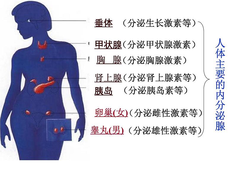 初中生物人教版七年级下册 第四节激素调节 课件第5页