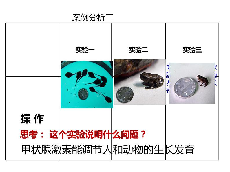 初中生物人教版七年级下册 第四节激素调节 课件第8页