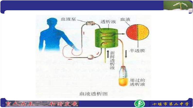 初中生物人教版七年级下册 人体内废物的排出 9 课件第1页