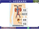 初中生物人教版七年级下册 人体内废物的排出 9 课件