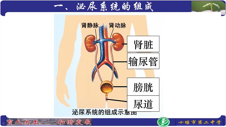 初中生物人教版七年级下册 人体内废物的排出 9 课件第4页