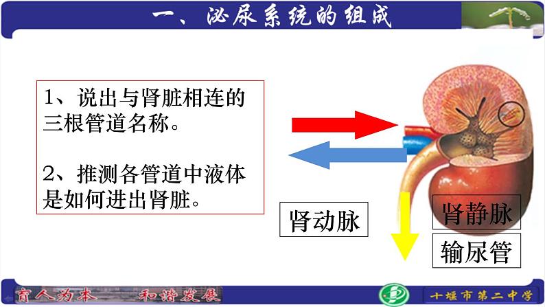 初中生物人教版七年级下册 人体内废物的排出 9 课件第5页